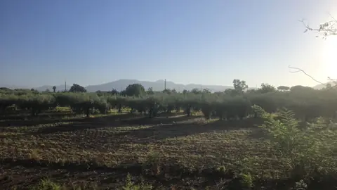 Vineyards, flat and hazy, running to the hills.