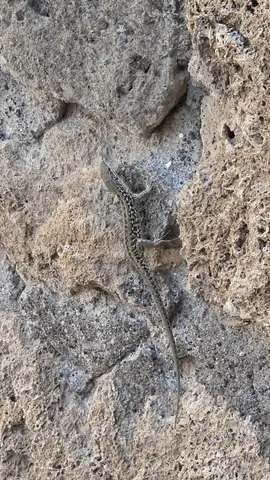 Pompeii, day 6, 11:04