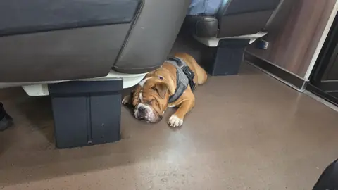 A dog with better sense than anyone else on the platform.