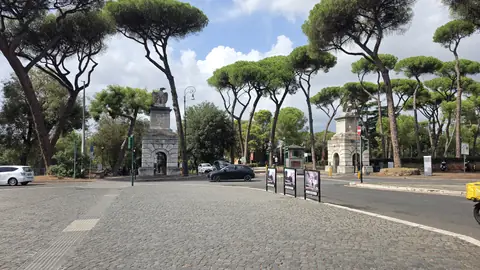 Umbrella pines along the road, doing the one job they have.