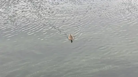 A duck, going about its business.