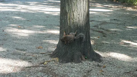 A squirrel, entirely unimpressed by any of it.